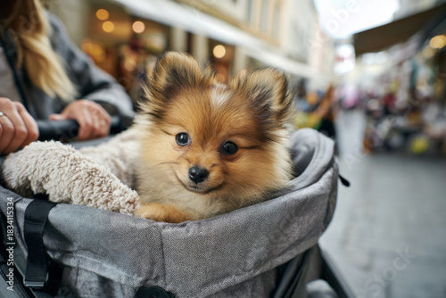 Fototapeta Naklejka Na Ścianę i Meble -  A cute Pomeranian puppy sits comfortably in a pet stroller filled with a soft blanket, while the owner's hands grip the handle on a bustling city street