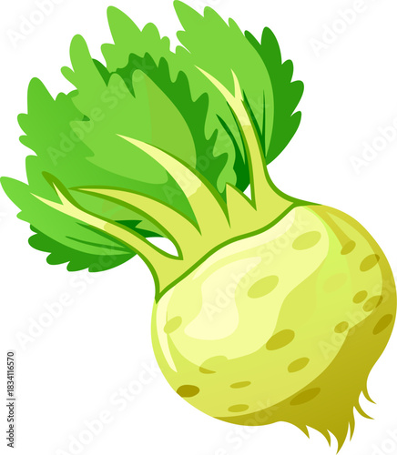 Celery Root (Celeriac)