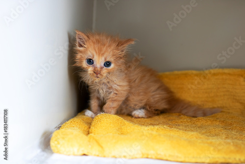 Young feline taking refuge quietly, Frightened ginger kitten finds comfort within snug corner