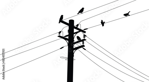 Silhouette of birds perched on electrical wires and utility pole, nature and infrastructure, peaceful wildlife scene, urban birds on power lines