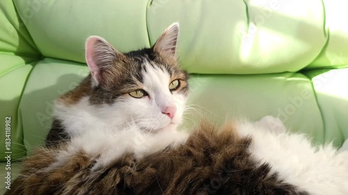 Fluffy long haired domestic cat chilling on a green balcony sofa on a sunny day