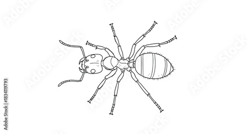A detailed top-down view of an ant, rendered in black and white line art, showcasing its segmented body, six legs, and antennae.