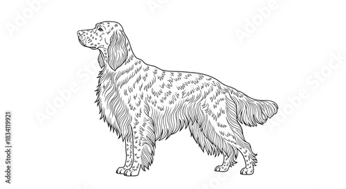 Black and white line art illustration of an elegant Irish Setter dog standing in profile, showcasing its distinctive feathered coat and classic breed features.