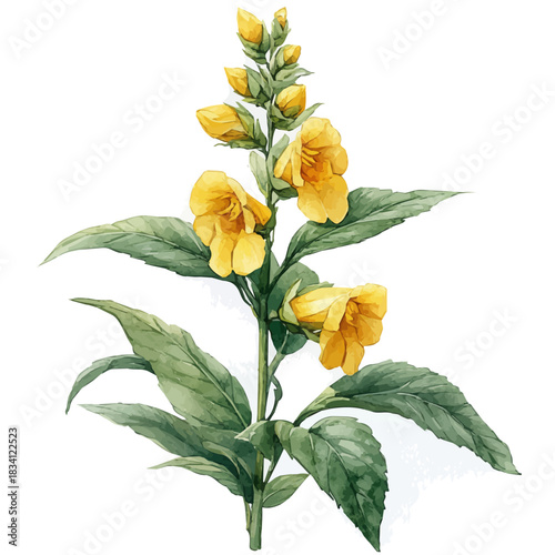 Yellow Archangel Flower, refined watercolor illustration with luminous tones and soft layered brushwork, isolated on a white background.