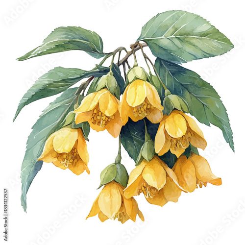 Yellow Archangel Flower, illustration watercolor with dynamic strokes and balanced color harmony, isolated on a white background.
