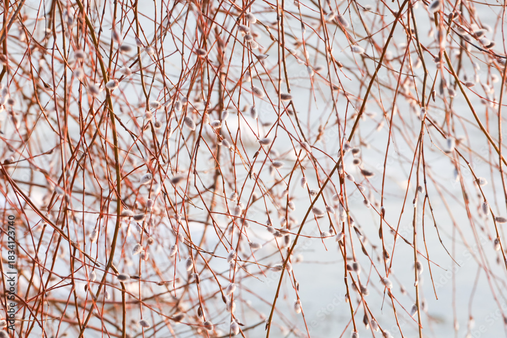 Obraz premium Willow twigs with catkins in spring, nature background