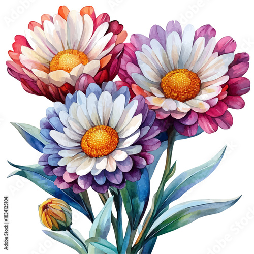 Strawflower Flower, illustration watercolor with dynamic strokes and balanced color harmony, isolated on a white background.