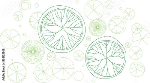 Abstract citrus fruit slice pattern, radial symmetry, botanical cross-section, organic texture, orange lemon lime design, nature-inspired geometry, vector illustration