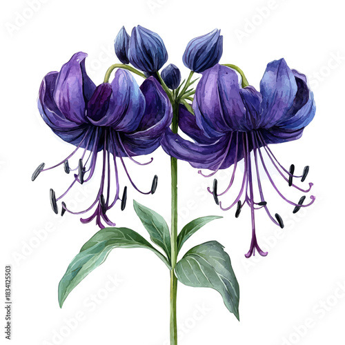 Spider Flower, refined watercolor illustration with luminous tones and soft layered brushwork, isolated on a white background.