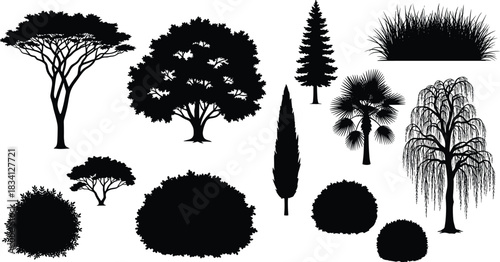 Tree and shrub silhouettes, diverse foliage, acacia, willow, palm, conifer, botanical vector illustration, nature design, plant 