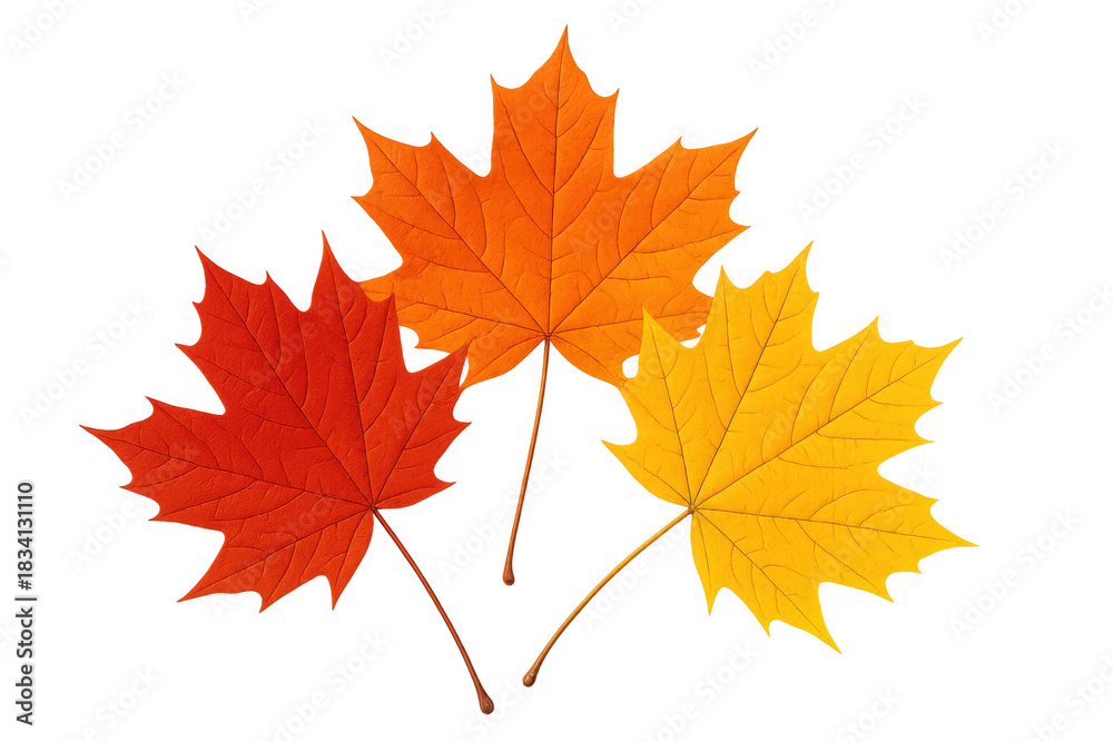 Fototapeta premium Autumn maple leaves falling, showcasing vibrant red, orange, and yellow colors with a transparent background