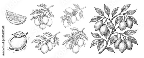 Set of detailed black and white line art illustrations of lemon branches and slices