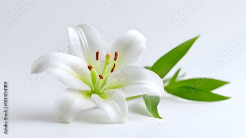 Close up view of a pristine white lily bloom featuring delicate petals and green leaves set against a smooth minimalist white backdrop symbolizing purity and elegance