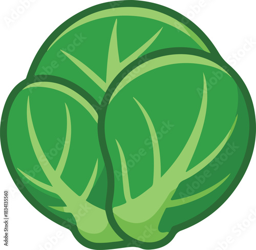 Green brussels sprout vector illustration for healthy food concepts and vegetarian diets and nutritious meals