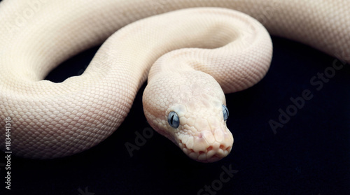Close up of pale albino snake with blue eyes coiled against dark background highlighting textured scales and smooth curves