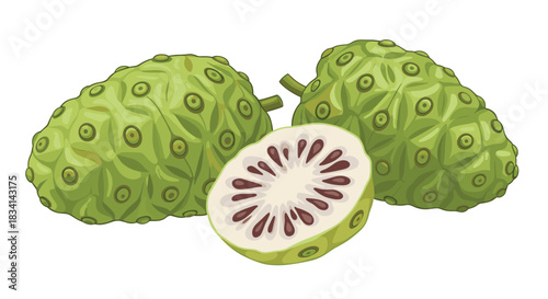 Illustration of two whole noni fruits and one half of a noni fruit on a white background.