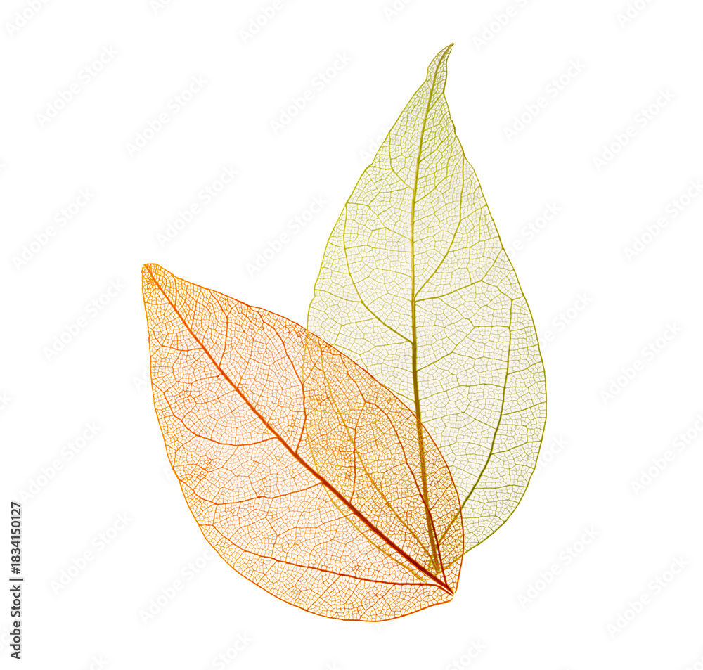 image to crop