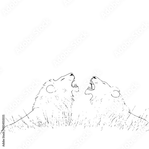 Two lions roaring at each other in a field of grass in a black and white line drawing style sketch art