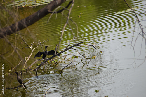 duck on the water