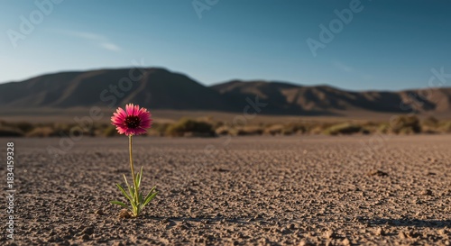 A single vibrant wildflower stands alone in a desolate landscape, symbolizing resilience, unique beauty, and the strength of individuality in nature ,independent ,plant ,bloom