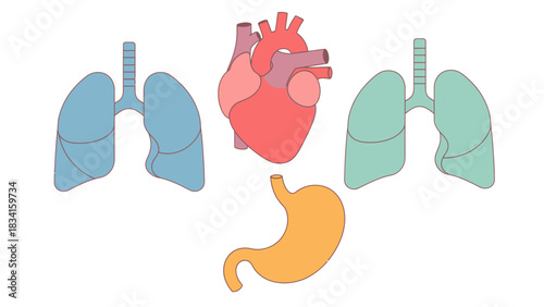 Medical Illustration of Human Internal Organs Lungs, Heart, and Stomach in Anatomy