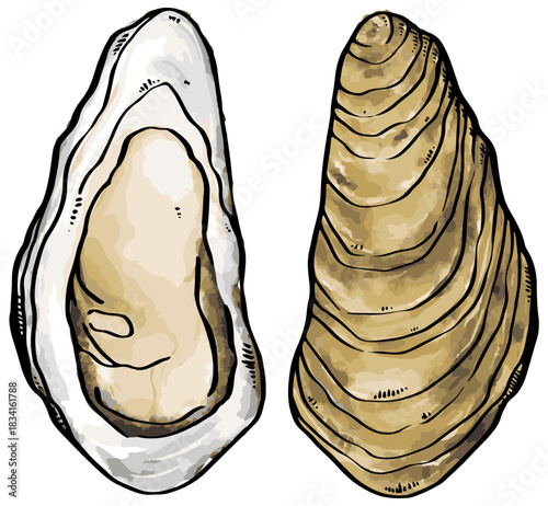 開いた牡蠣の手描きイラスト