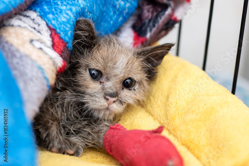 Injured kitten resting, Hopeful recovery scene with gentle volunteer tending wounded cat