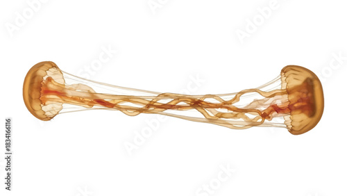 Dancing jellyfish silhouette: This striking image presents a graceful jellyfish, with flowing tentacles, in a vibrant dance, set against an ocean backdrop.