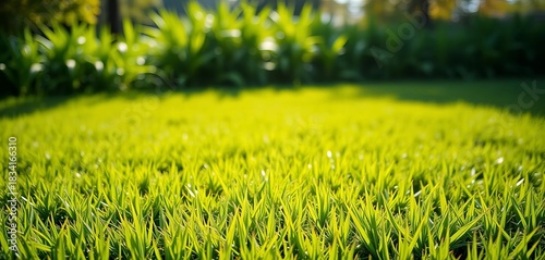 Fototapeta Naklejka Na Ścianę i Meble -  Vibrant green putting green, freshly mowed, sunlight ,  golf,  summer