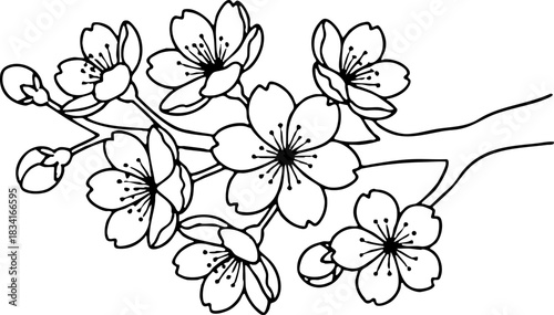 Decorative monochrome line illustration of sakura flowers branch.