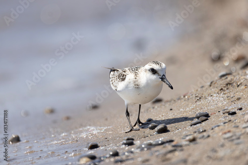 Cuadro en lienzo Juvenile sanderling Calidris alba shorebird wandering over wet sand left by rece