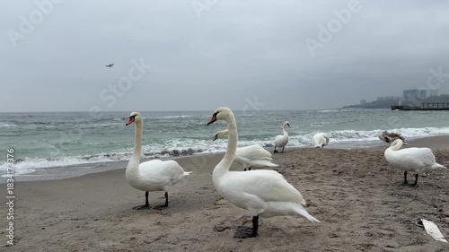 White mute swans flock on sandy Black Sea beach in Odessa Ukraine. Winter bird migration, wildlife scene. Wintering of Wild birds flock on Black Sea.