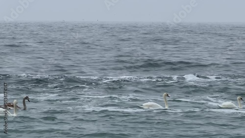 Wild mute swans flock swimming in cold, rough Black Sea waves. Overcast winter day nature scene Odessa Ukraine. Swans winter migration and wintering.