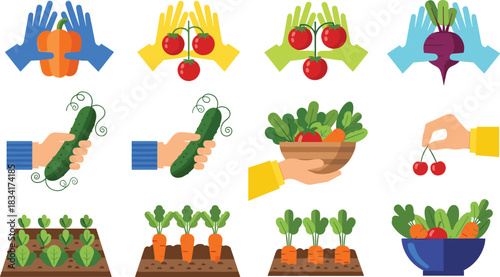 Gardening and harvesting illustrations, fresh vegetables, hand picking produce, farm-to-table concept, healthy eating, agriculture vector, garden tools