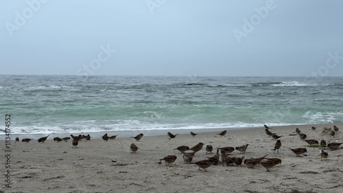 Large flock of sparrows and pigeon feeding on sandy Black Sea beach in Odessa Ukraine. Rough waves washing ashore overcast cold day.