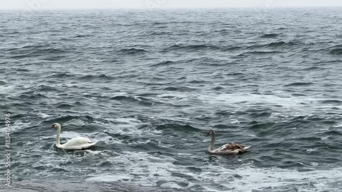 White mute swans flock swimming in cold, rough Black Sea waves in Odessa during storm. Migration and wintering swans. Wildlife scene.