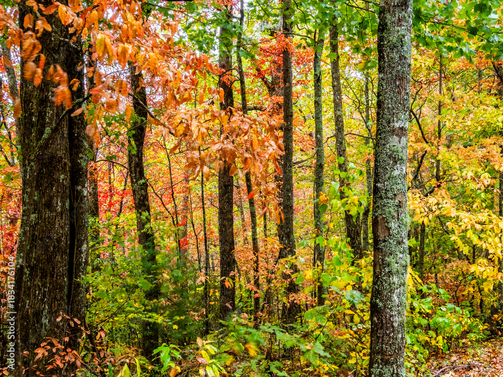 Obraz premium Fall color in the trees in the Blue Ridge Mountains in north Georgia