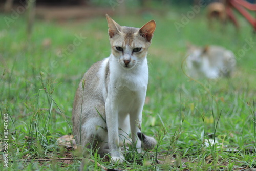 Village Desi CAT HD Image