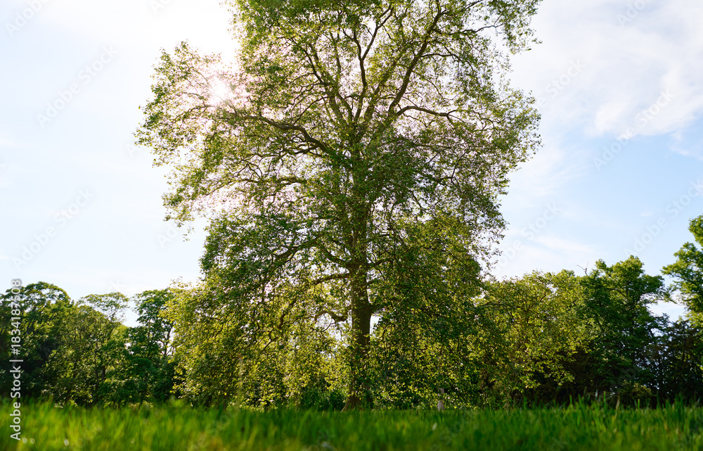 Fototapeta premium Solitary Tree Standing Tall in a Sunlit Green Meadow under Blue Sky