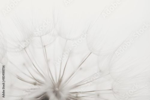 Color of the Year 2026 Cloud Dancer. Macro dandelion. Seed macro closeup. Soft focus. Goodbye Summer. Hope and dreaming concept. Fragility. Springtime