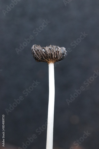 Champignon