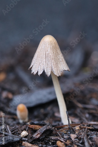 Champignon