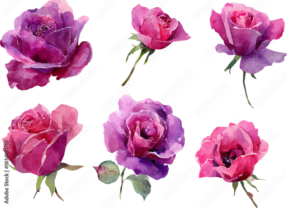 Fototapeta premium pink roses isolated on white