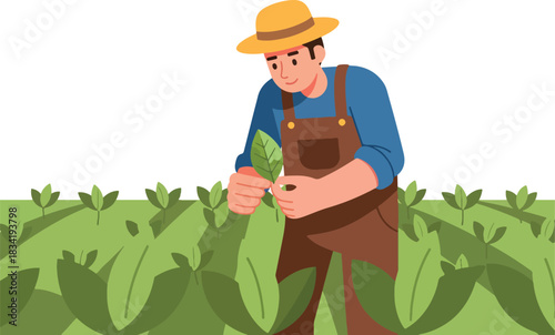 Farmer in overalls examining a green leaf in a field of young plants