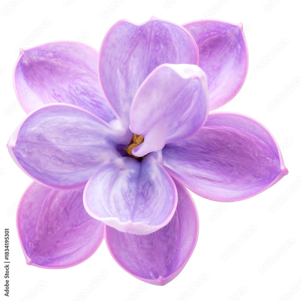 Obraz premium Close-up of a lilac blossom in shades of lavender and purple against a pure white background. The petals show delicate textures