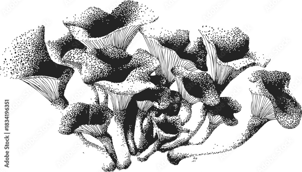 Fototapeta premium Chanterelle mushrooms sketch hand drawn cluster with detailed gills and caps. Vector illustration