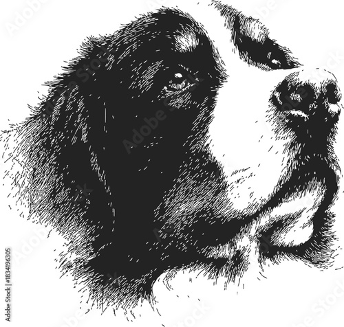 Bernese mountain dog sketch hand drawn portrait detailed black and white. Vector illustration