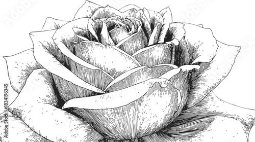 Rose flower sketch, hand drawn detailed close up with layered petals. Vector illustration
