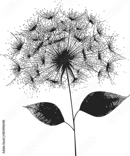 Dandelion sketch hand drawn botanical flower with fluffy seeds and leaves. Vector illustration