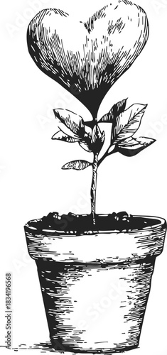 Hoya kerrii heart-shaped leaf in pot, sketch hand drawn botanical style. Vector illustration